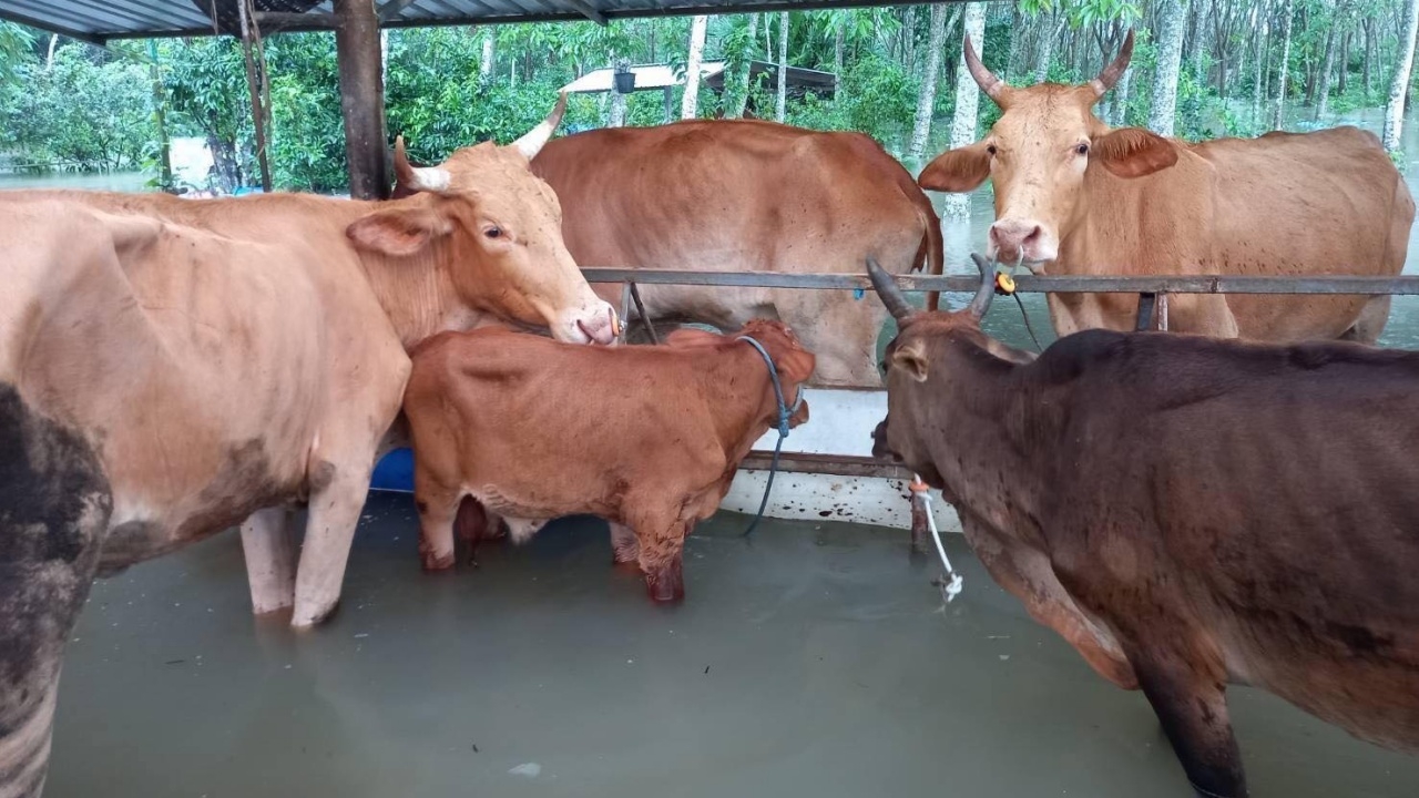น้ำท่วม 5 จังหวัดใต้ "เฉลิมชัย" สั่งระดมช่วยเกษตรกรผู้เลี้ยงสัตว์
