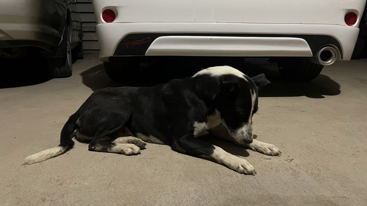 สู้สุดชีวิต หมาแสนรู้ กัดงูเห่าปกป้องยายวัย 70 สุดท้ายพลาดถูกฉก จากไปอย่างสงบ