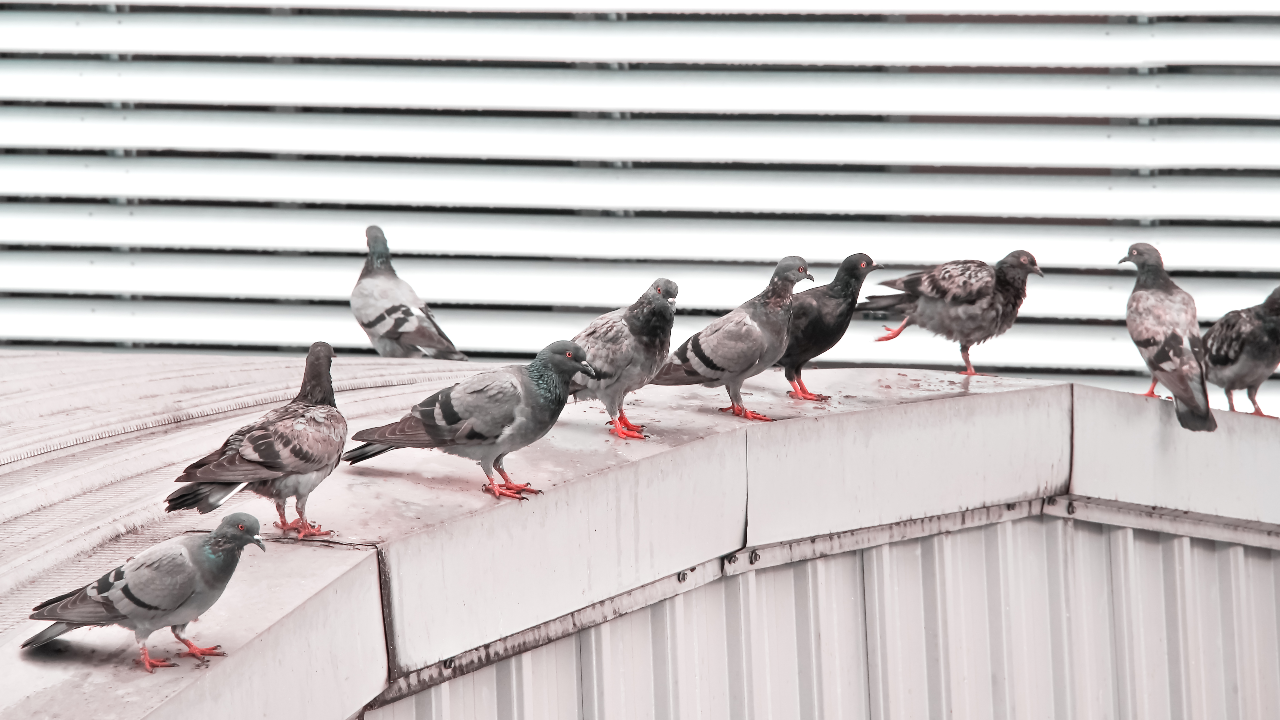 อันตรายมาก หมอแล็บเตือน "ขี้นกพิราบ" มีเชื้อรา อาจทำให้ปอด-สมองติดเชื้อได้