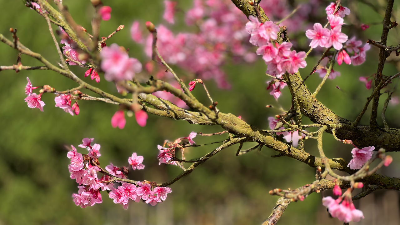 ชมความสวยงาม "ซากุระญี่ปุ่น" รับปีใหม่ เริ่มบานแล้วที่ดอยอ่างขาง
