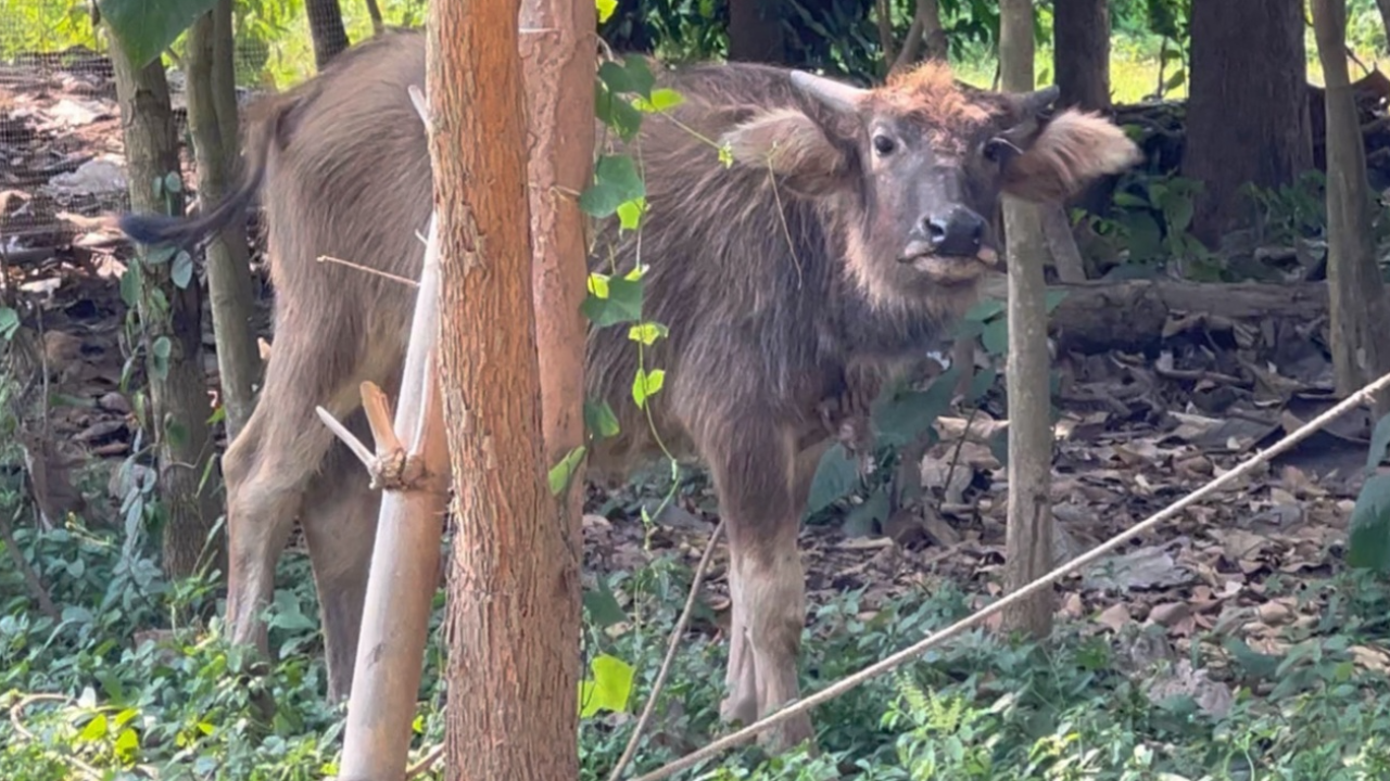 สลด ตายายขี่รถตามหาควาย ไม่ได้มองทาง ชนกับหกล้อตาย 1 สาหัส 1 