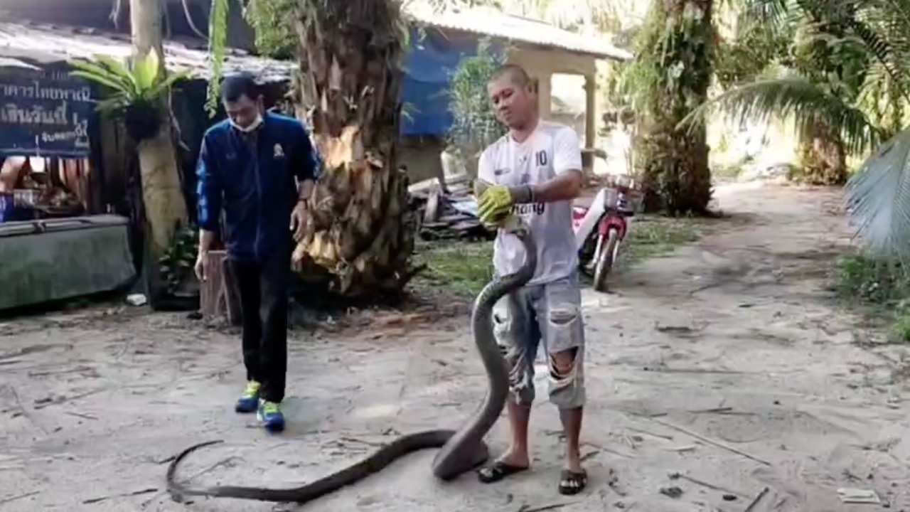 ป้าวัย 65 เมืองคอน ร้องกู้ภัยจับงูจงอาง 5 เมตร หลังเข้าบ้านมานอนตากแดด