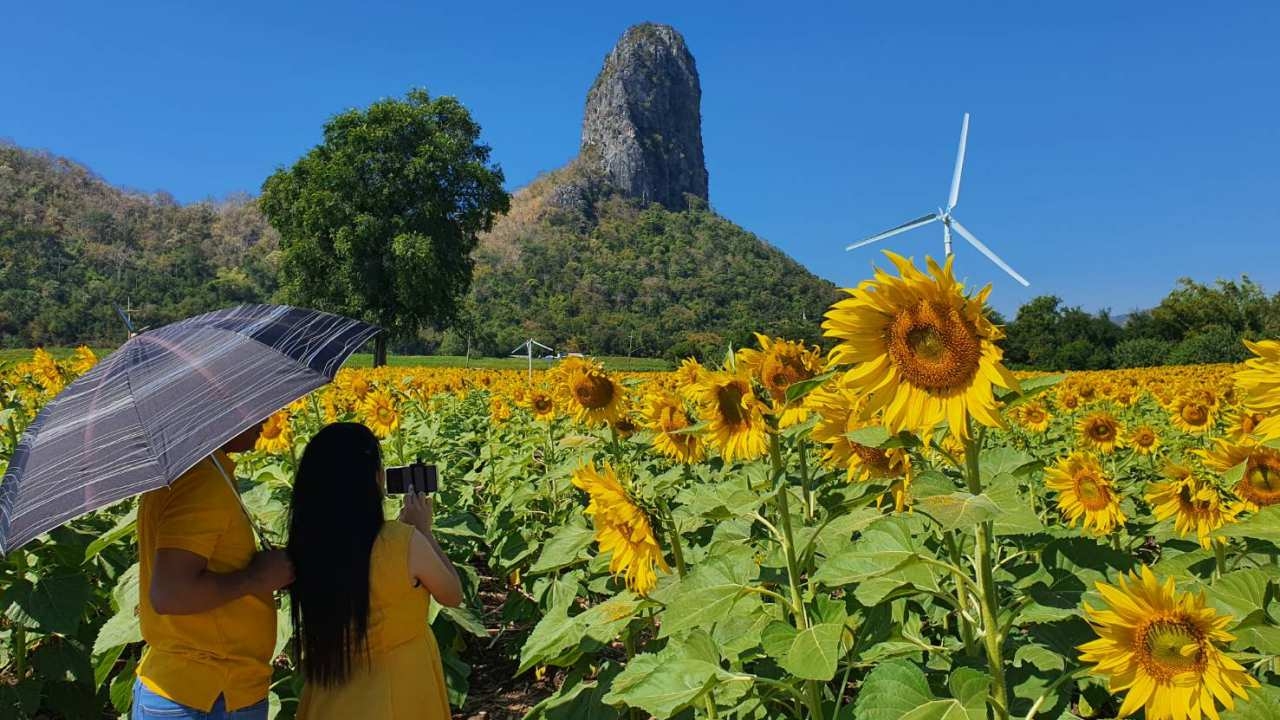 ทุ่งทานตะวันคอสมอสและข้าวฟ่างลพบุรี ผลิดอกเบ่งบานรอต้อนรับนักท่องเที่ยว