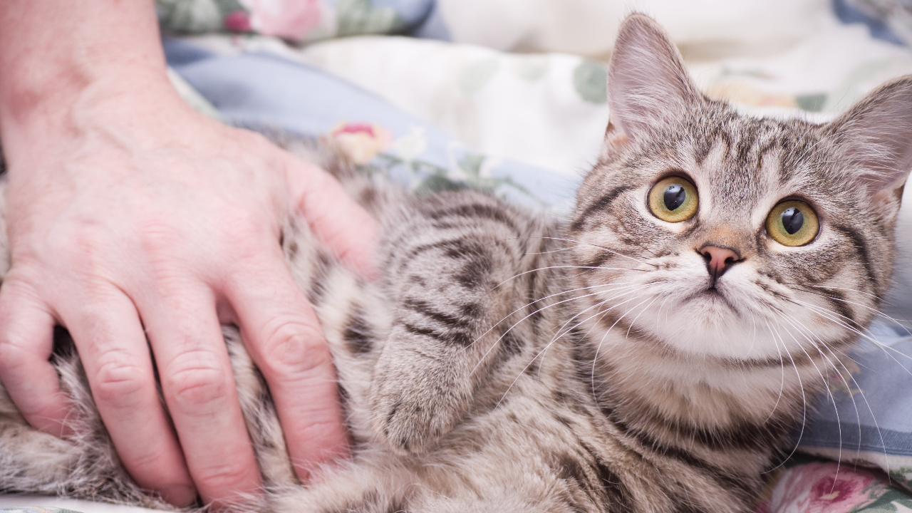 ถ้ารักจริง อย่าโกหกหมอ เตือนเจ้าของพาสัตว์เลี้ยงทำหมันต้องงดน้ำ-อาหาร