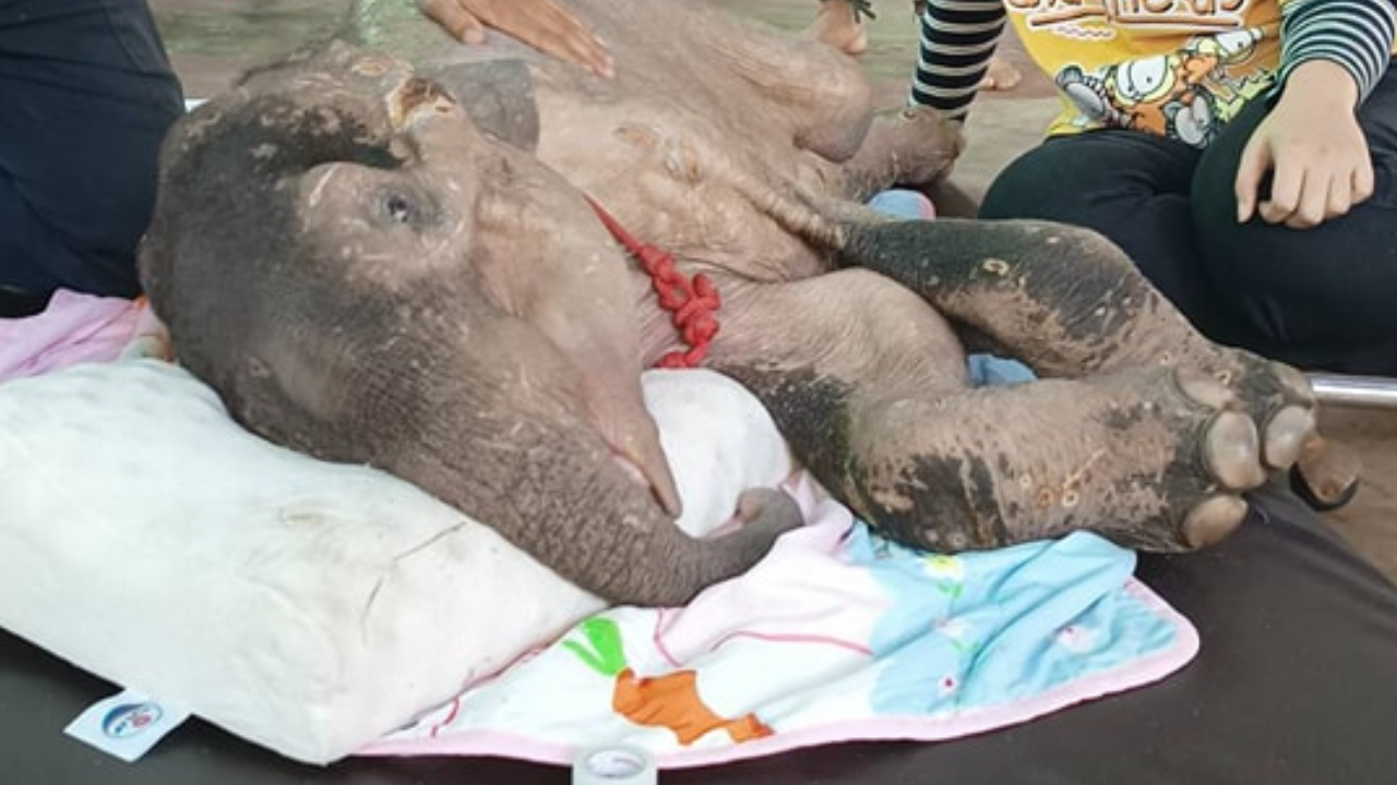 เศร้า "ธันวา" ลูกช้างป่าพลัดหลง กลับดาวช้างแล้ว ทีมสัตวแพทย์ช่วยสุดกำลัง