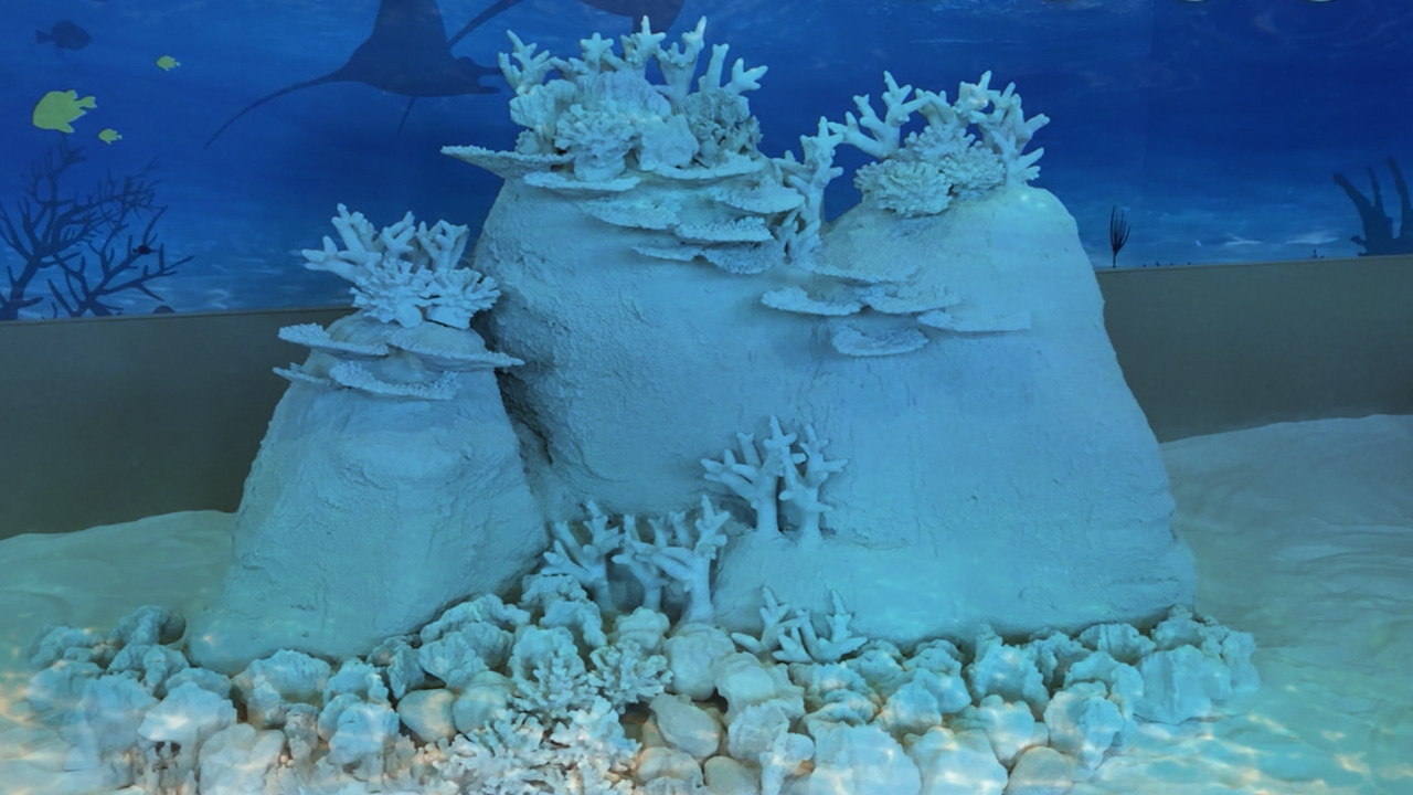 ความหวังของโลกใต้ทะเล "นวัตปะการัง" ฟื้นฟูธรรมชาติ สวรรค์แห่งใหม่ของนักดำน้ำ