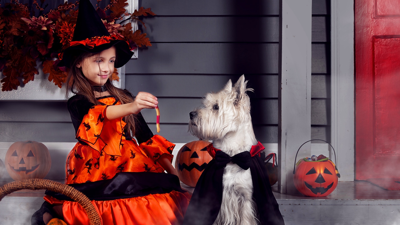 "วันฮาโลวีน" 31 ตุลาคม ที่มาเรื่อง "ผีๆ" ไอเดียช่วยทาสแปลงโฉมหมา-แมว