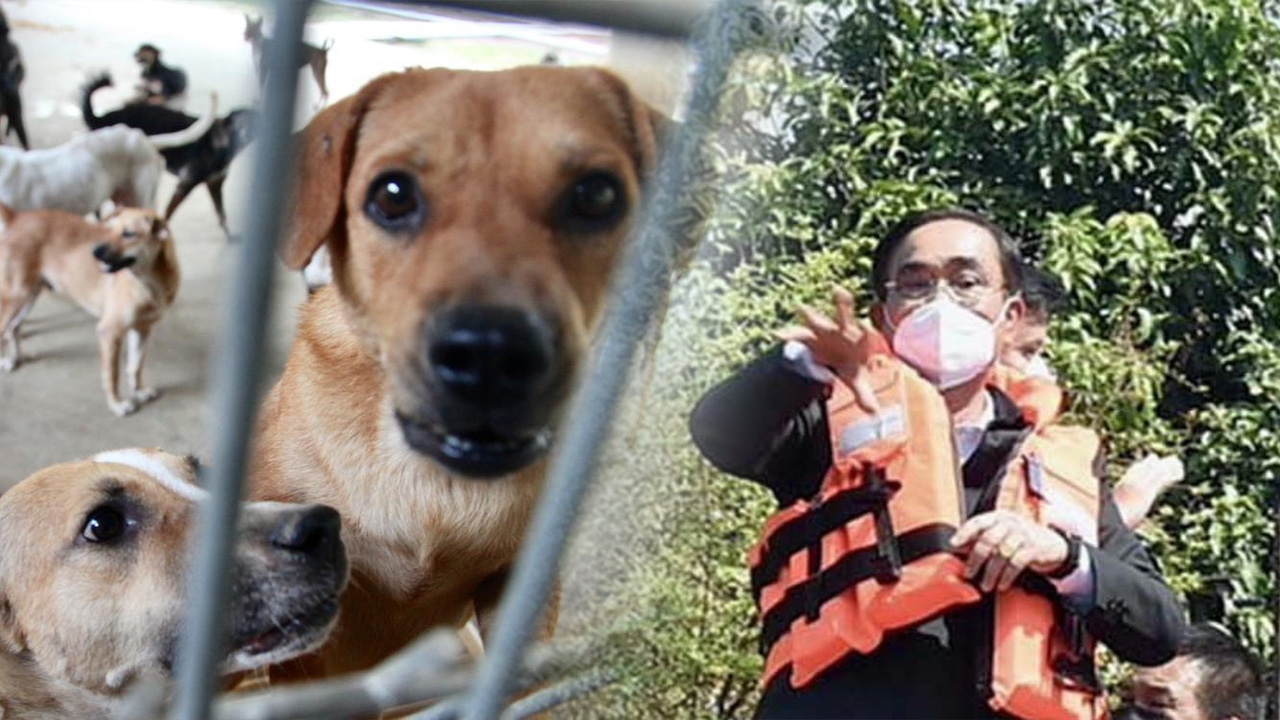 เกินไปมั้ย ลุงตู่ตรวจน้ำท่วมสิงห์บุรี ยิงยาสลบหมาจรจัด เคลียร์พื้นที่