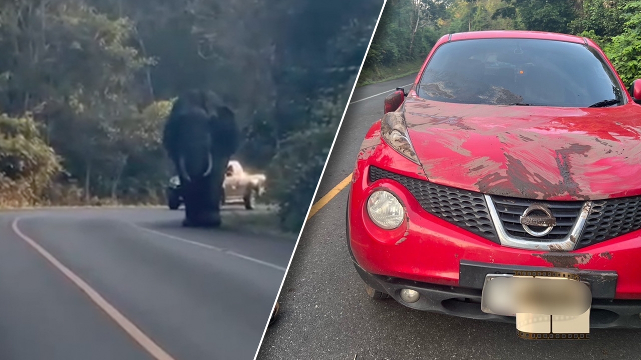 นาทีเฉียดตาย สาวเผยคลิปก่อนเกิดเหตุ "พี่ดื้อ" ช้างเขาใหญ่ วิ่งทับรถพัง