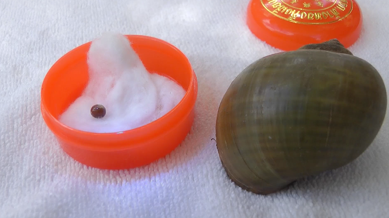 หนุ่มก่อสร้าง นำหอยเชอรี่มากิน เคี้ยวเจอเม็ดคล้ายมุกเมโล โดนแสงมีสีชมพูสวยงาม