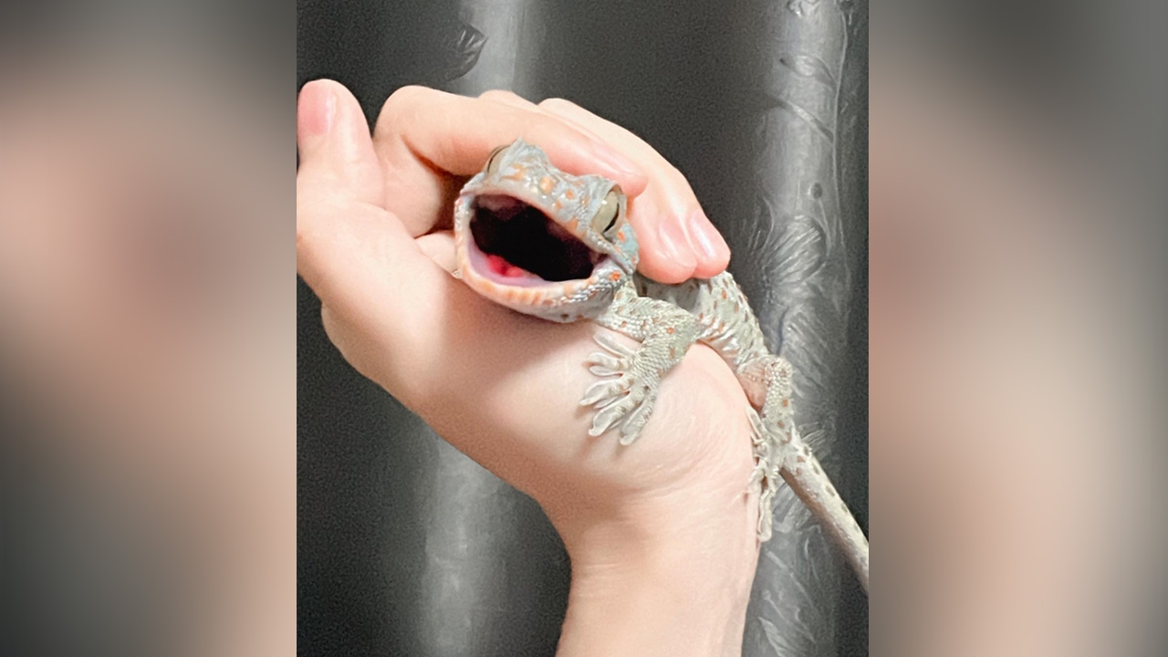 เปิดคลิป สาวจับตุ๊กแกออกนอกห้องด้วยมือเปล่า ด้านโซเชียลไม่ไหว ขนลุกซู่