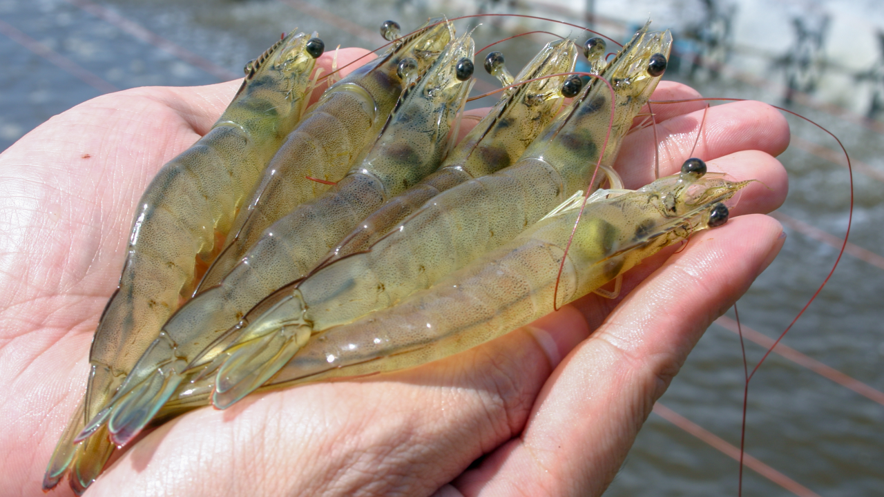 เปิดตำราทำนาย "ฝันว่าจับกุ้งเยอะมาก" ร้ายหรือดี จะมีโชคจริงไหม?