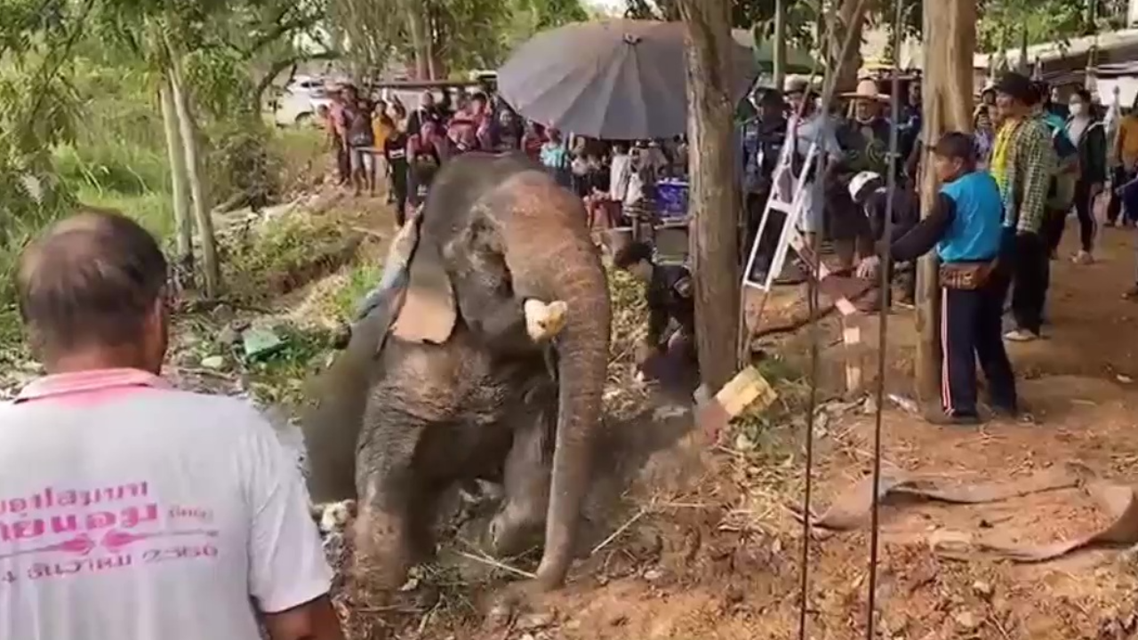 ชาวบ้านลุ้นตัวโก่ง ช่วยเหลือ "ช้างตกน้ำ" ที่คำชะโนด สุดท้ายปีนป่ายขึ้นมาได้