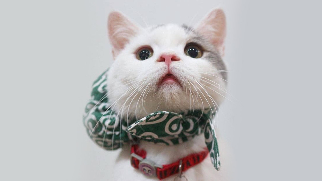 แฟนคลับเศร้า "อ๊อดอ๊อด" ทูนหัวของบ่าว ตายแล้วอย่างสงบ หลังป่วยมะเร็งหลายปี