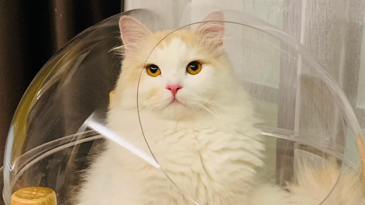 ตามหา "น้องสุดหล่อ" แมวเปอร์เซียหายจากบ้าน ใครเจอมีสินน้ำใจ 1 แสนบาท