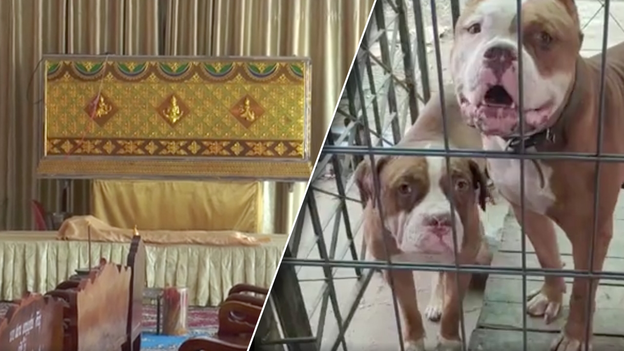 พิตบูลอีกแล้ว ขย้ำเจ้าของจมกองเลือดดับ ลูกชายประกาศหาคนรับหมาไปเลี้ยงแทน