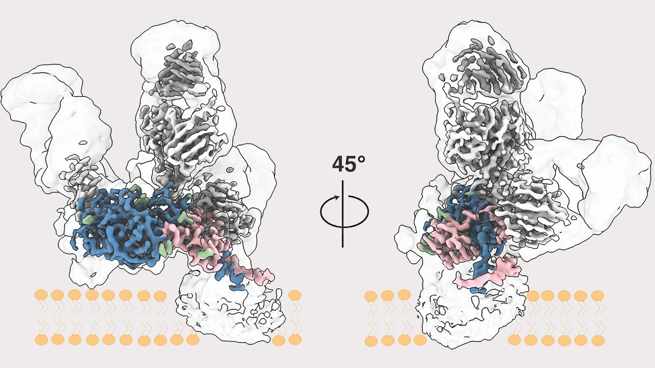 แผนที่โครงสร้างโปรตีนที่สำคัญของไวรัส