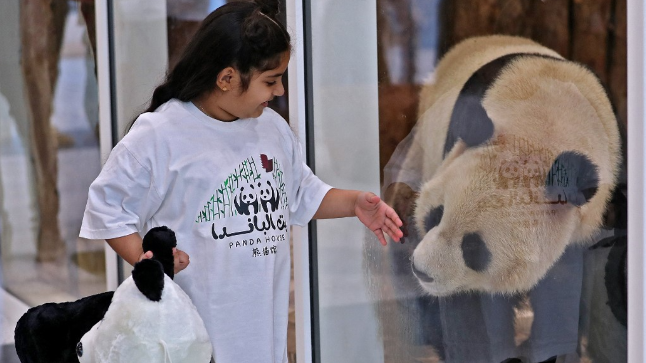 ถึงบ้านใหม่ แพนด้า 2 ตัว จีนให้เป็นของขวัญกาตาร์ เจ้าภาพฟุตบอลโลก