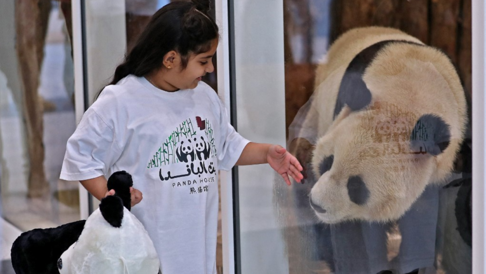 ถึงบ้านใหม่ แพนด้า 2 ตัว จีนให้เป็นของขวัญกาตาร์ เจ้าภาพฟุตบอลโลก