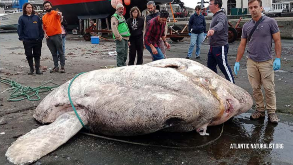 พบซากปลาแสงอาทิตย์ 2.7 ตัน คาดเป็นปลากระดูกแข็งตัวหนักสุดในโลกเท่าที่เคยพบมา