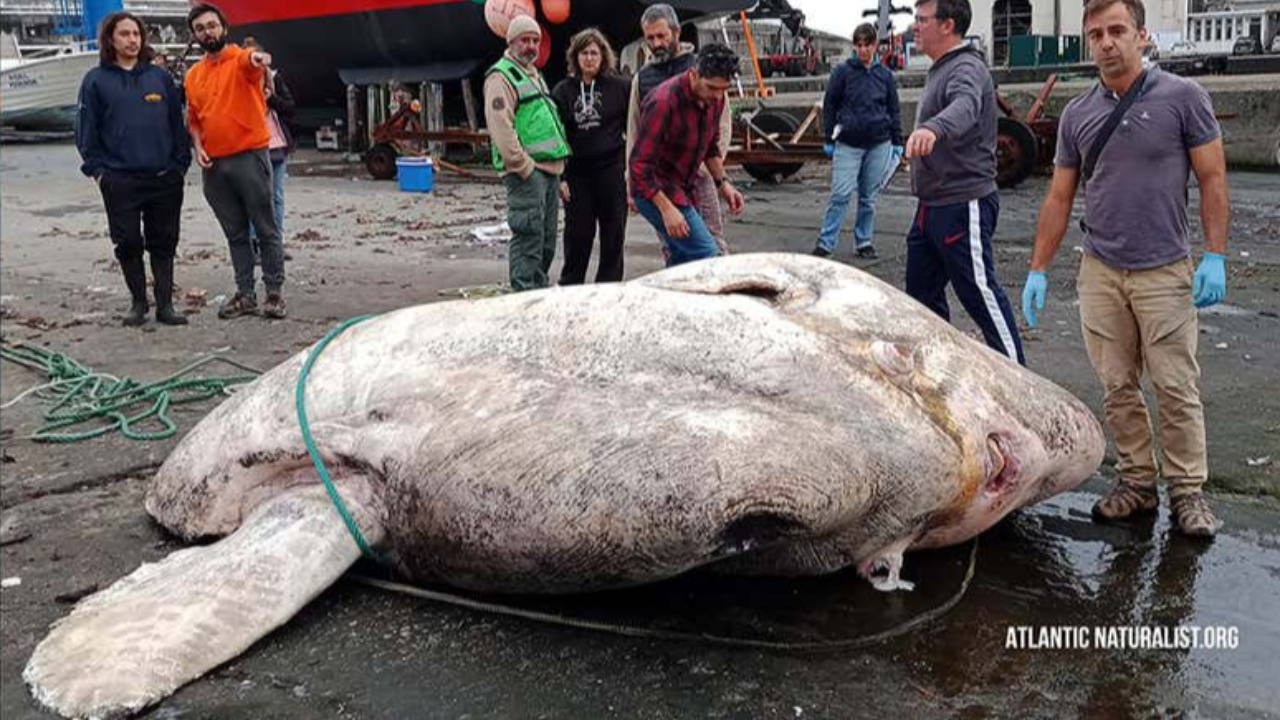 พบซากปลาแสงอาทิตย์ 2.7 ตัน คาดเป็นปลากระดูกแข็งตัวหนักสุดในโลกเท่าที่เคยพบมา