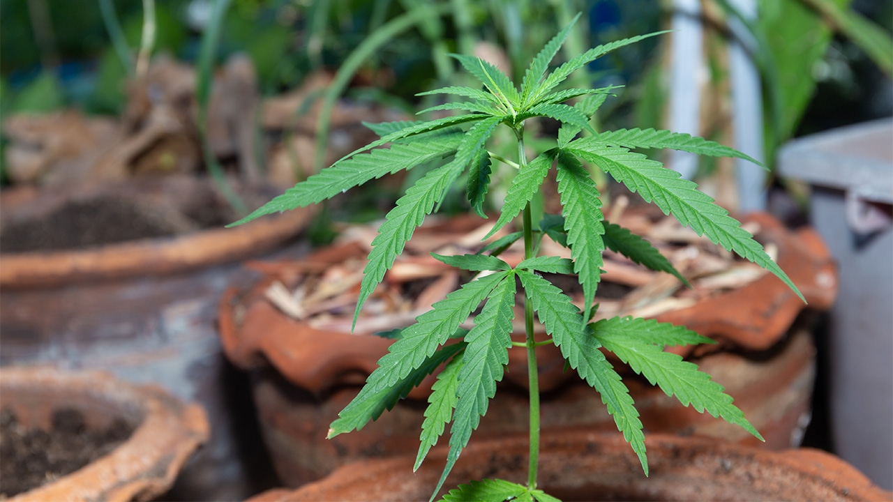 เพื่อไทย-ภูมิใจไทยหลอนฤทธิ์ “กัญชา”