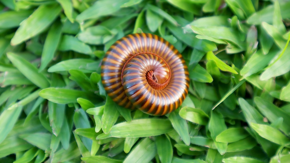 .ฝันเห็นกิ้งกือตัวใหญ่ หลายตัว เต็มห้อง มีโอกาสได้โชค ทำนายฝัน เลขเด็ด.