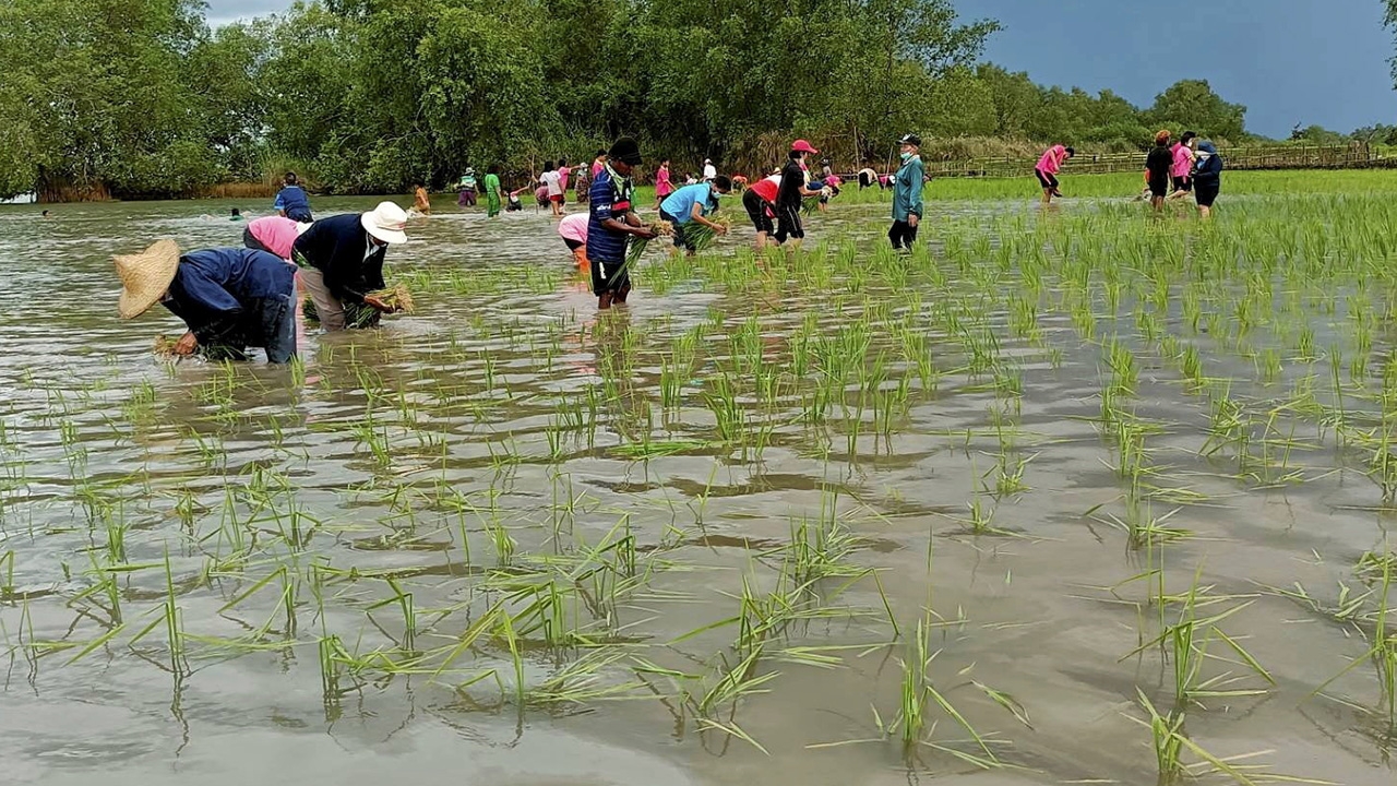 "หอมเลน้อย" ข้าวเจ้าพันธุ์ใหม่ ทนเค็มทนท่วม ฟื้นวิถีนาริมเล