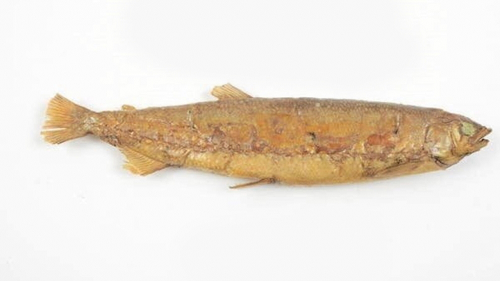 DNA solves an old mystery of extinct fish