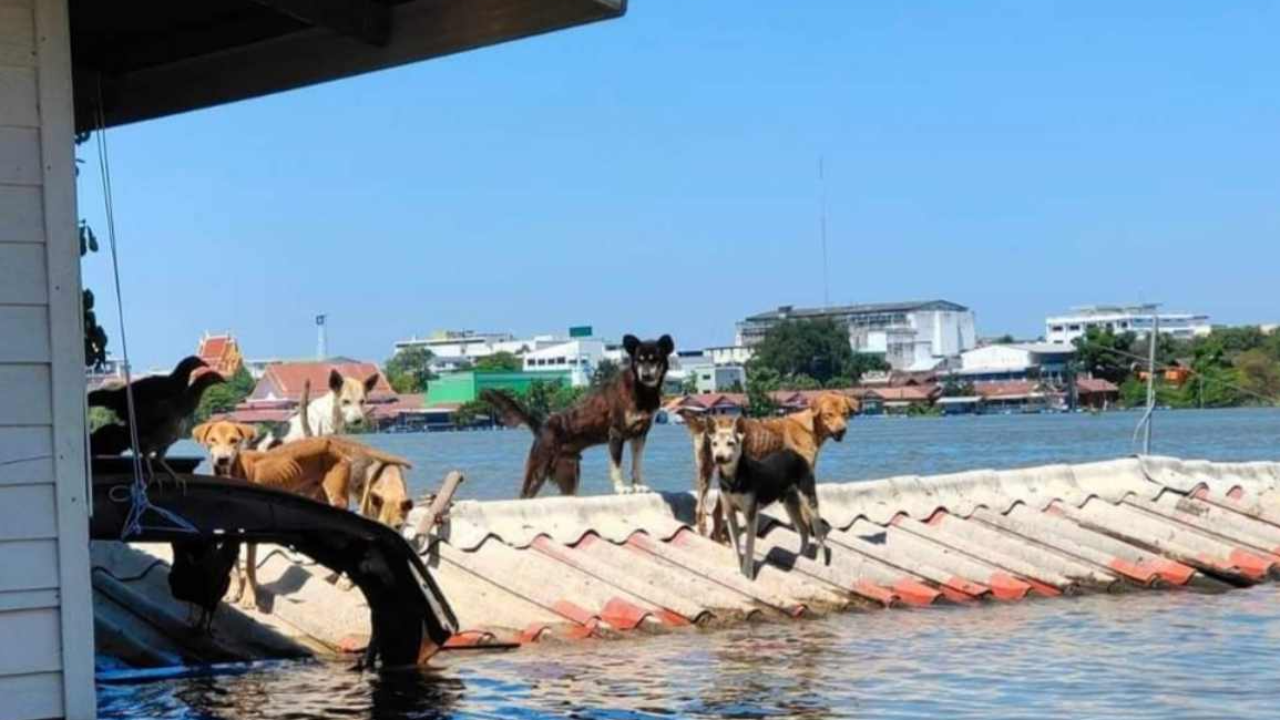 อุบลฯ น้ำมูลลดวันแรก 2 ซม.ปศุสัตว์แจกอาหารน้องหมา ติดบนหลังคา