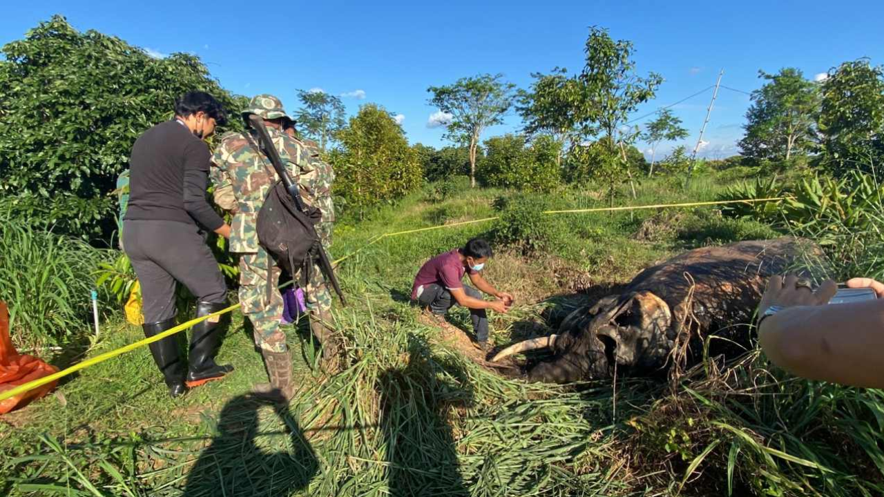 ตายอีกตัว ช้างป่าที่โป่งน้ำร้อน พบซากนอนทับลวดปล่อยกระแสไฟฟ้า