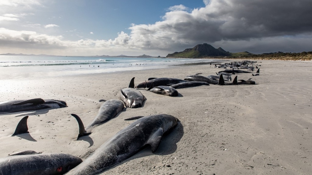 สุดสลด วาฬนำร่องเกยตื้นหาดนิวซีแลนด์ 2 จุด ตายหมดแล้ว 477 ตัว