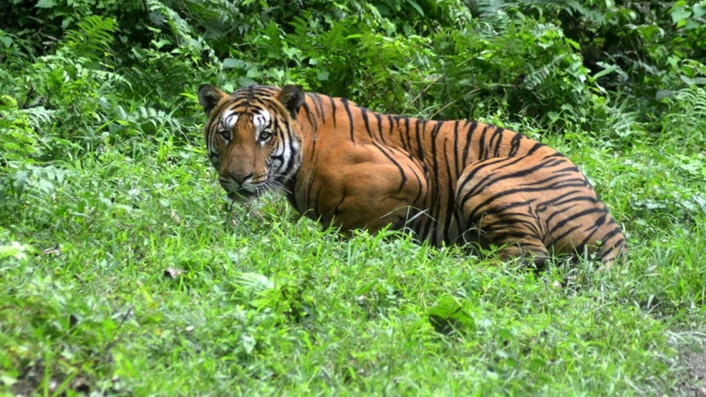 ตำรวจอินเดียปลิดชีพเสือกินคน ฆ่าชาวบ้าน 10 ศพ หลังล่ามาราธอน 28 วัน