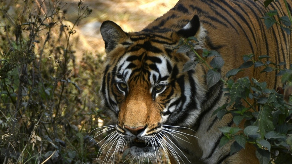 อินเดียปลิดชีพเสือดุ หลังฆ่าคนไปแล้ว 9 ศพ