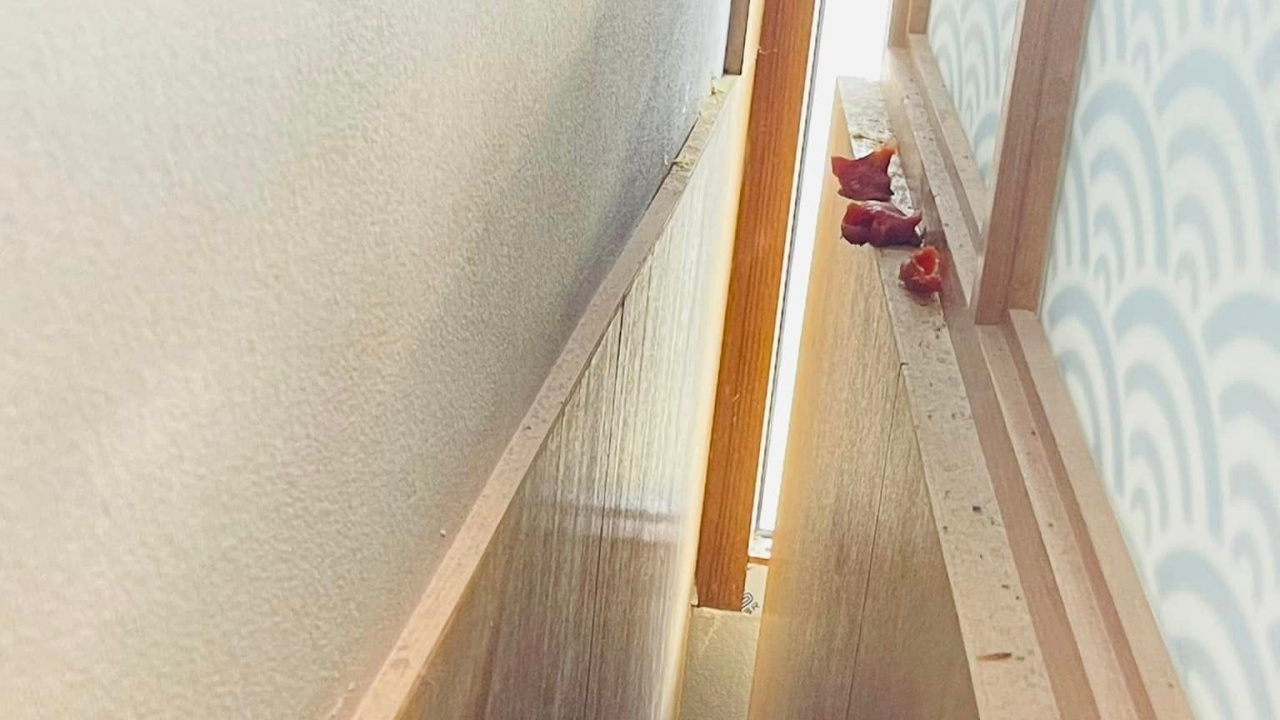 ร้านบุฟเฟต์พ้อ เจอลูกค้าแอบทิ้ง "แซลมอนซาชิมิ" ตามซอกโต๊ะนับสิบ