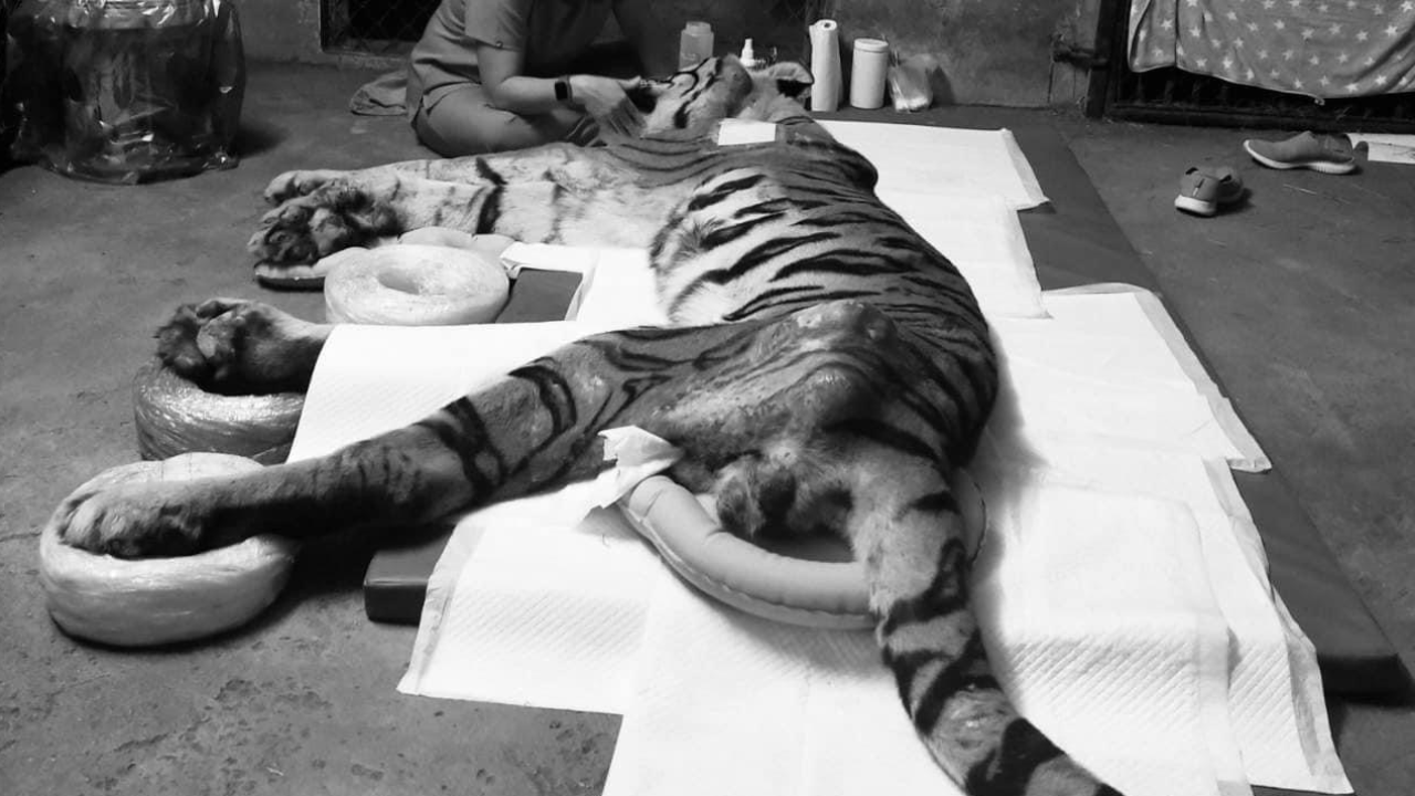 สิ้มลม "ปู่ลายแทง" เสือโคร่งขวัญใจบึงฉวาก อายุกว่า 19 ปี