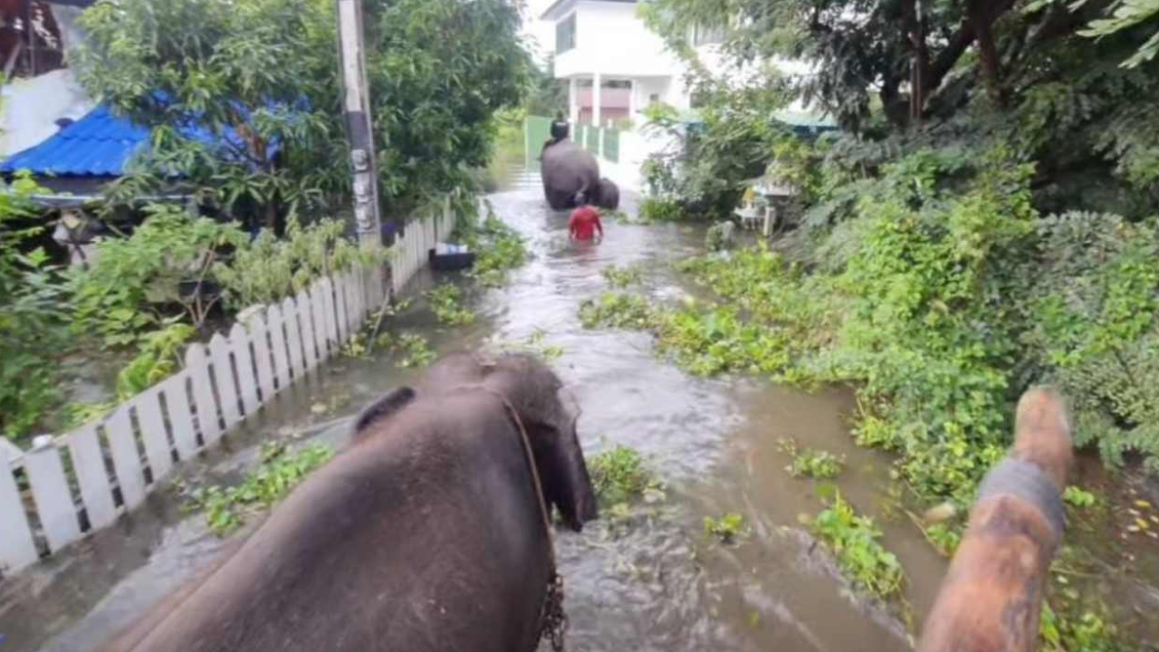 อยุธยาท่วมอ่วม 12 อำเภอ เร่งย้ายช้าง 80 เชือกจากวังช้างหนีน้ำ 