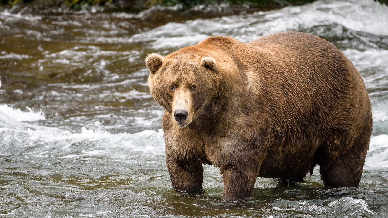 แชมป์หมีอ้วนแห่งปี