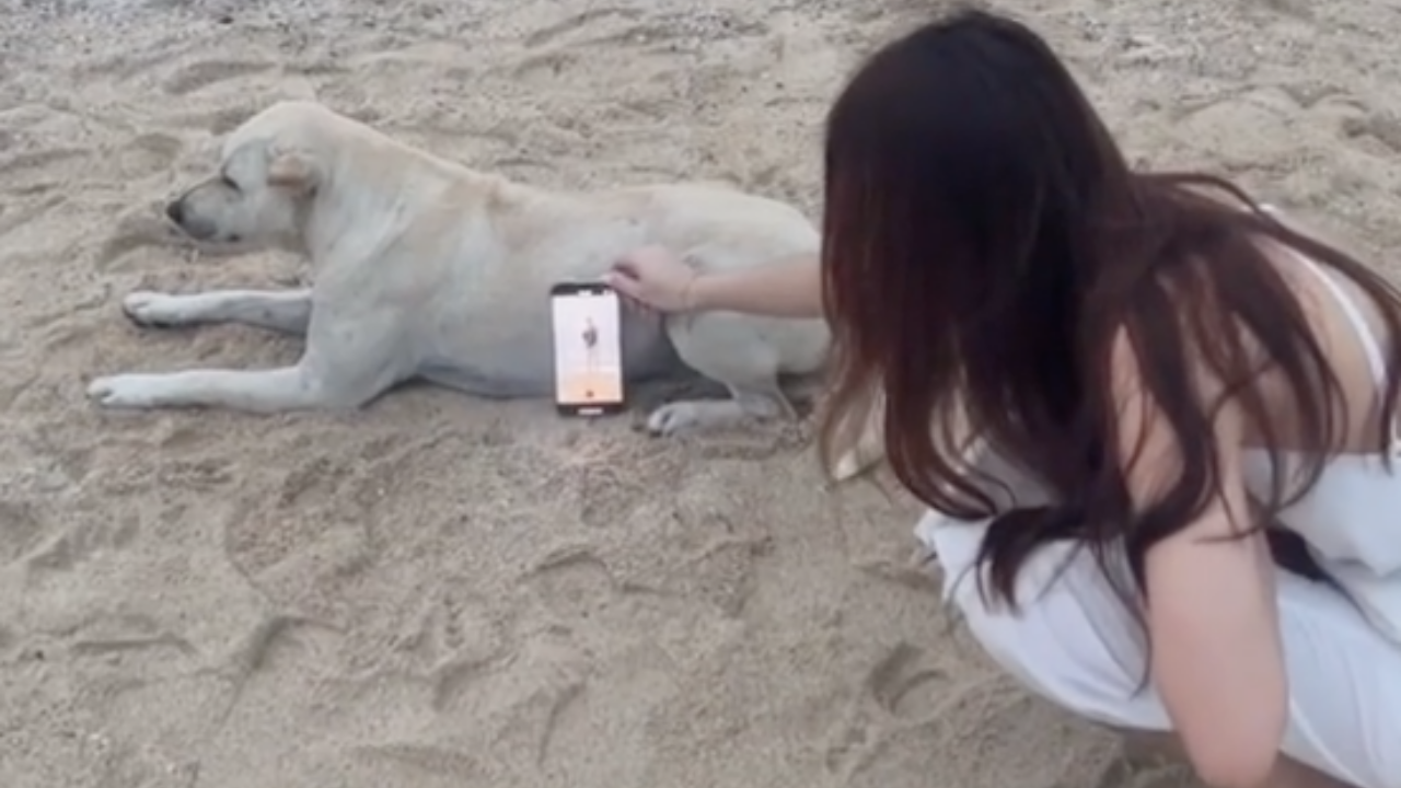 มิติใหม่ถ่ายรูปคู่ สาวเผยเบื้องหลังสุดฮา ใช้น้องหมาเป็นที่วางกล้อง