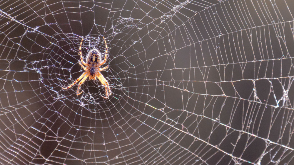 .เปิดคำทำนาย ฝันเห็นแมงมุม หมายความอย่างไร สื่อถึงโชคร้ายจริงหรือ มีเลขเด็ดตัวไหนบ้าง?.