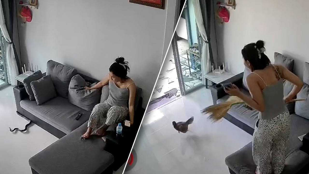 สาวกรี๊ดสนั่น งูเลื้อยเข้าบ้าน ยังไม่หายตกใจ ไก่วิ่งเข้ามาอีกตัว (คลิป)