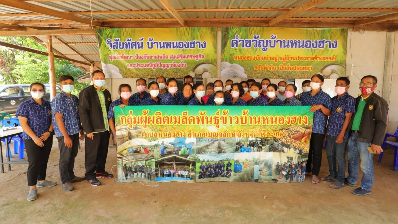 เกษตรกรบ้านหนองฮาง รวมกลุ่มขายเมล็ดพันธุ์คุณภาพให้กรมข้าว สร้างกำไรงาม