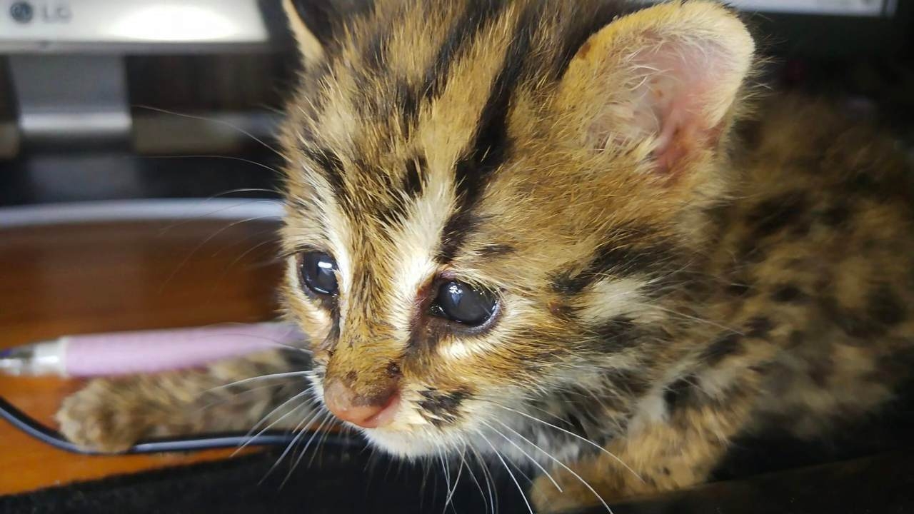 ชื่นชมพลเมืองดี พา "น้องแมวดาว" พลัดหลง ส่งเจ้าหน้าที่อุทยานแห่งชาติน้ำหนาว