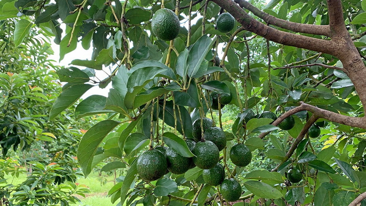 เทคโนโลยีกรมวิชาการเกษตร เพิ่มผลผลิตอะโวคาโดเท่าตัว