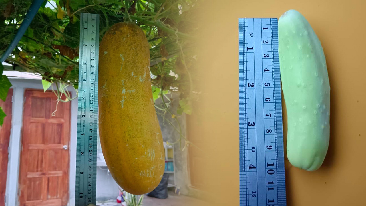 เป็นไปได้หรือ แตงกวาพันธุ์เล็ก กลายเป็นแตงกวายักษ์ บิ๊กเบิ้ม หนักเกือบ 2 โล