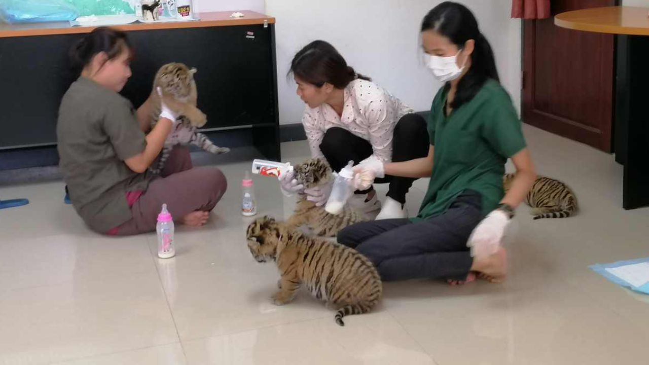 ตั้งชื่อ 4 ลูกเสือโคร่ง ยึดจากแก๊งค้าสัตว์ พบเป็นเสือเลี้ยง ขี้อ้อน