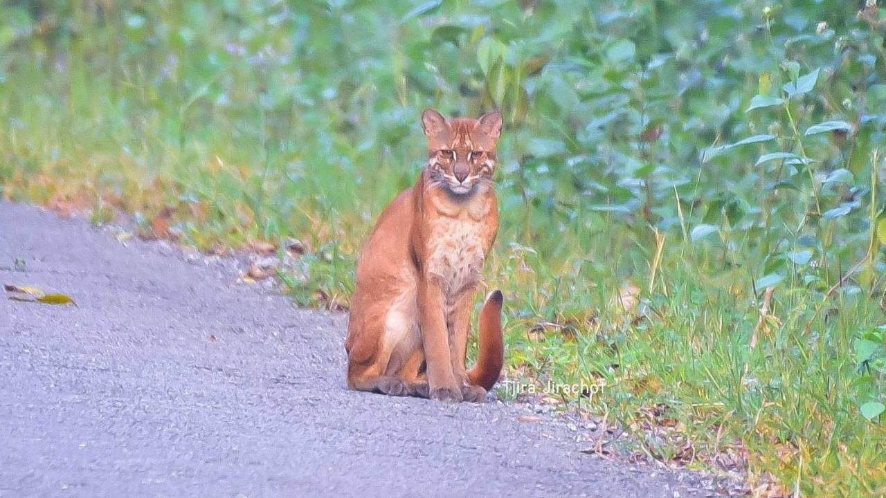 นานๆ จะออกมาโชว์ตัว พบ "เสือไฟ" สัตว์ป่าหายาก ในเขตรักษาพันธุ์สัตว์ป่าภูเขียว
