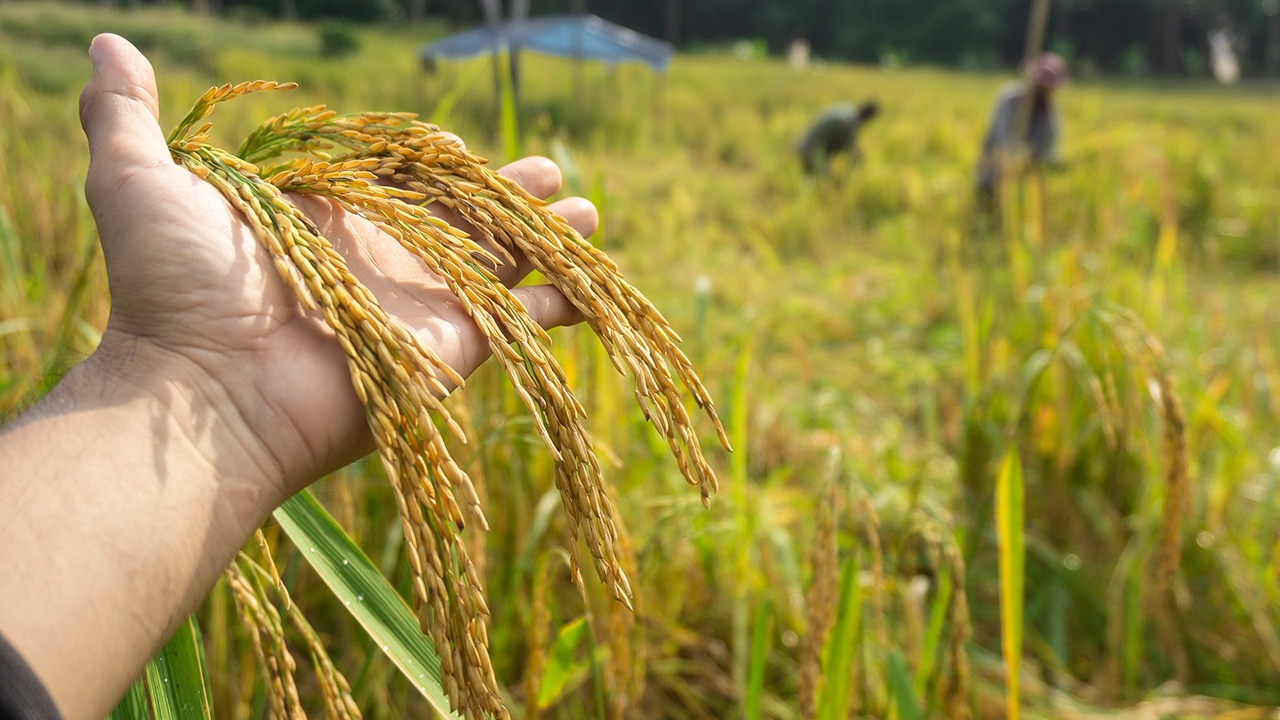 หั่นงบประกันรายได้ 8.1 หมื่นล้าน ครม.ชี้ปีนี้ข้าวแพง “อาคม” พอใจหนี้ไม่ชนเพดาน