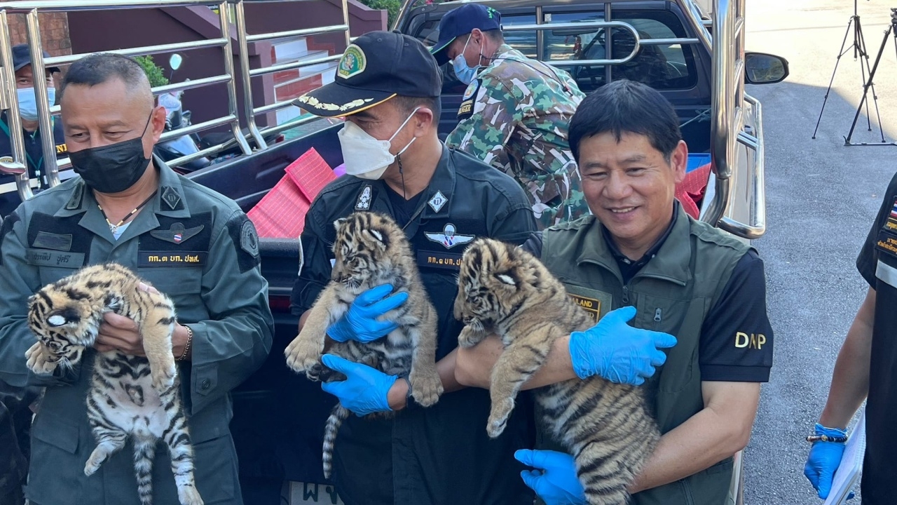 ยังรอความหวัง "กรมอุทยานฯ" ขอรับบริจาคนมผง ช่วย "ลูกเสือโคร่ง" 4 ตัว