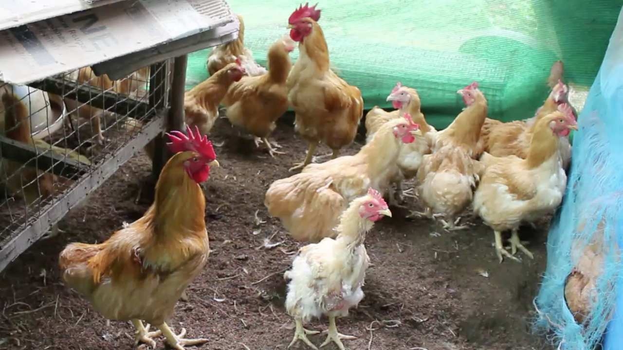 ไก่เบตง ยอดขายพุ่งหลังเป็นเมนูขึ้นโต๊ะกาลาดินเนอร์ เสิร์ฟผู้นำเอเปก 2022